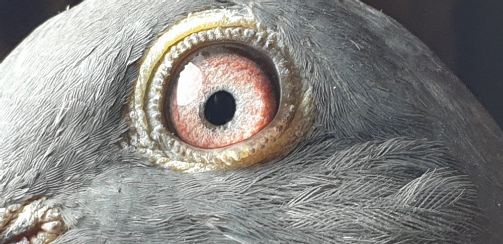 pigeon-eye 