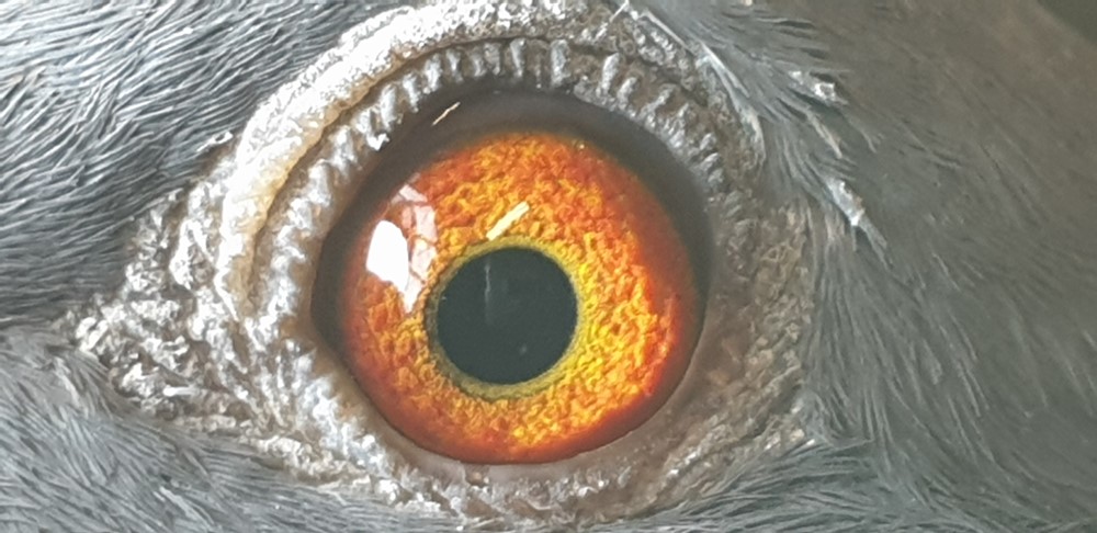 pigeon-eye 